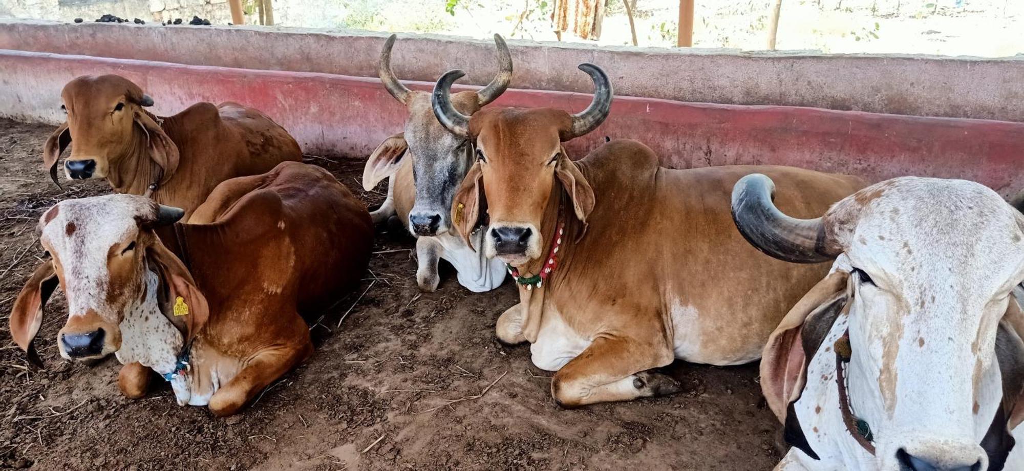 Gauri Villa Dwārka Bagian luar foto