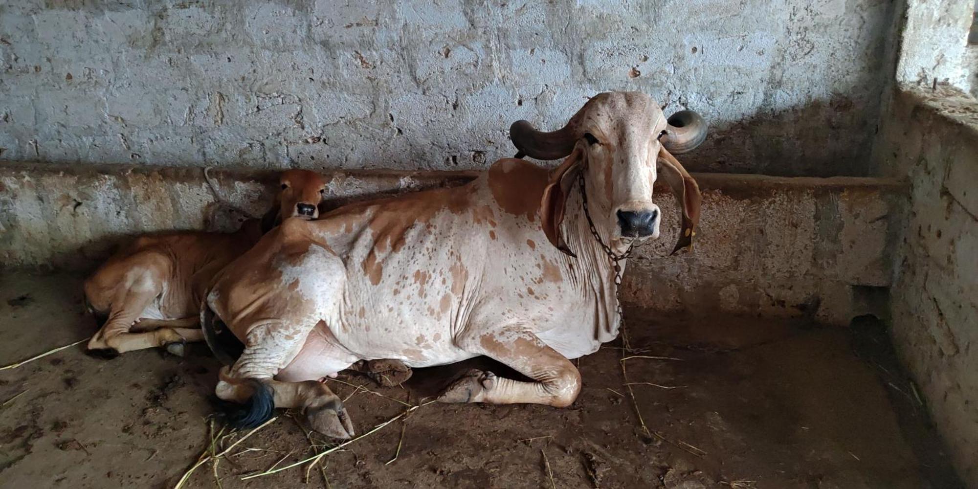 Gauri Villa Dwārka Bagian luar foto